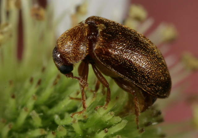 Byturus unicolor Byturidae