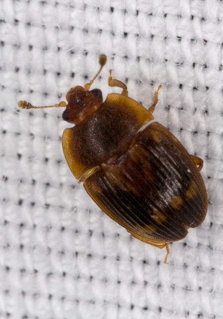 Stelidota geminata Nitidulidae