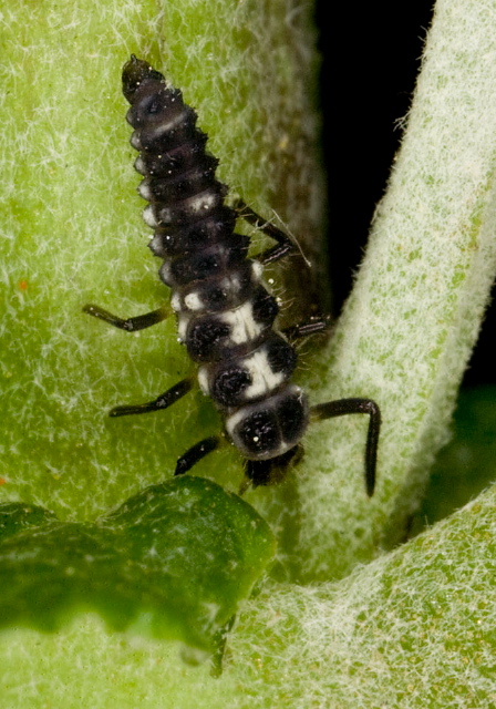 Propylea quatuordecimpunctata Coccinellidae