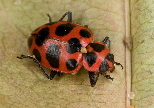 Coleomegilla maculata Coccinellidae