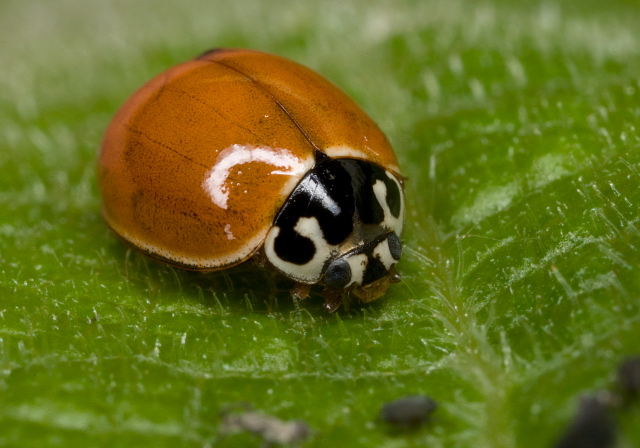 Cycloneda munda Coccinellidae