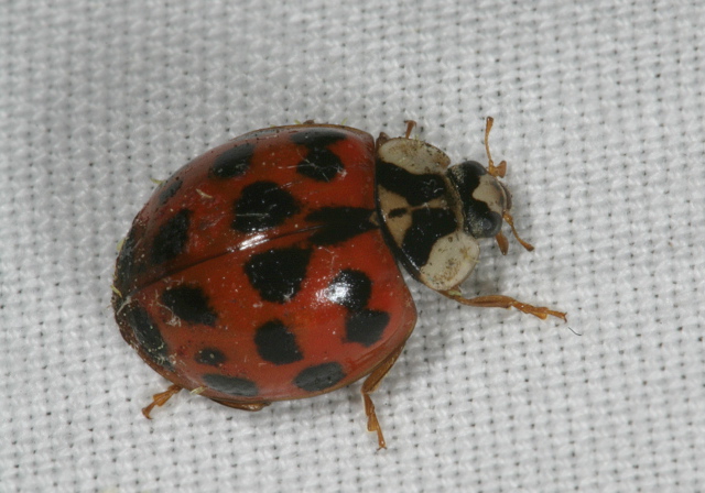 Harmonia axyridis Coccinellidae