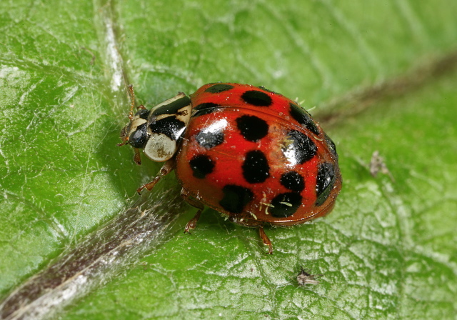 Harmonia axyridis Coccinellidae