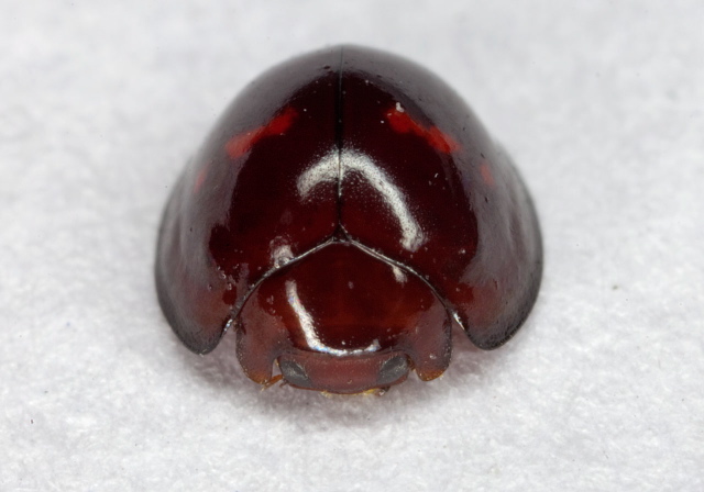 Chilocorus bipustulatus Coccinellidae