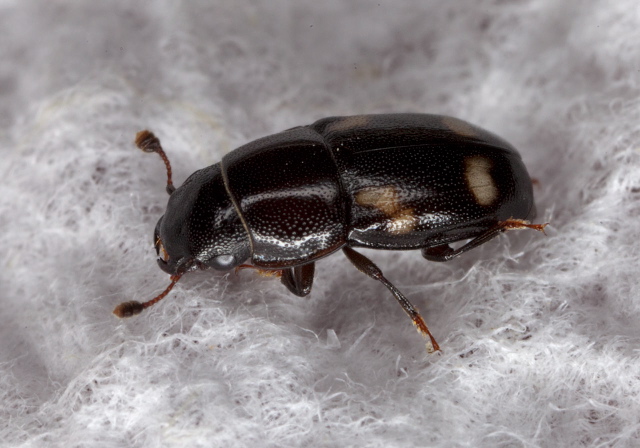 Glischrochilus quadrisignatus Nitidulidae