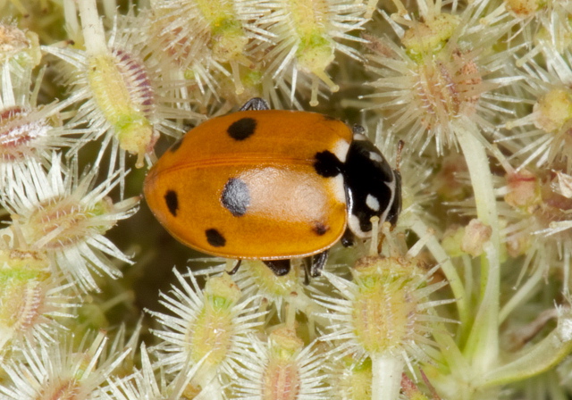 Hippodamia variegata Coccinellidae