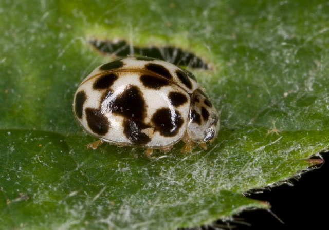 Psyllobora vigintimaculata Coccinellidae