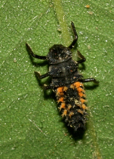 Harmonia axyridis Coccinellidae