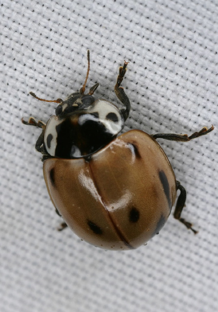 Myzia pullata Coccinellidae