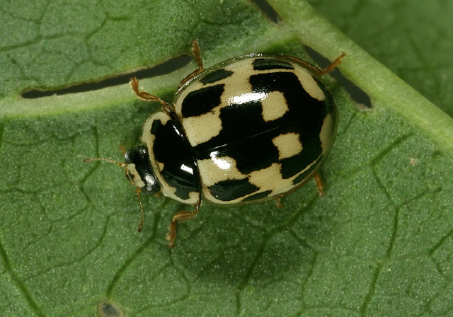 Propylea quatuordecimpunctata Coccinellidae