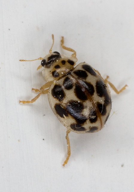 Psyllobora vigintimaculata Coccinellidae