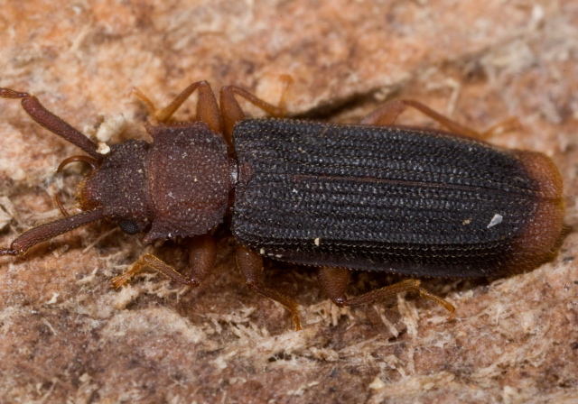 Uleiota dubius Silvanidae