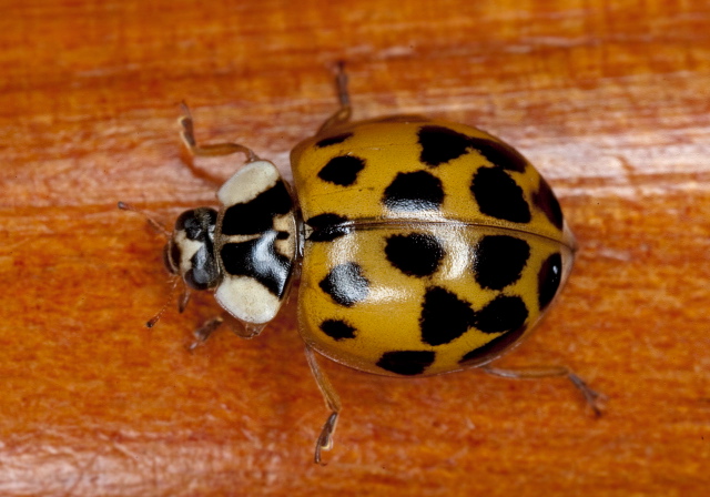 Harmonia axyridis Coccinellidae