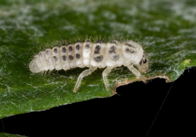 Psyllobora vigintimaculata Coccinellidae