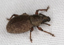 curculionidae_2362