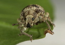 weevil_0523