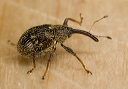 weevil_0734