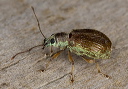 weevil_2033