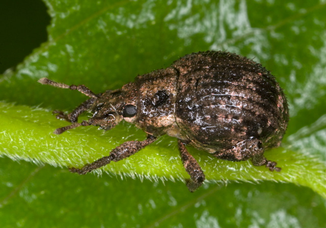 Pseudocneorhinus bifasciatus Curculionidae