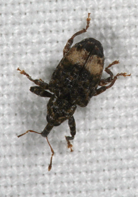 Conotrachelus juglandis Curculionidae