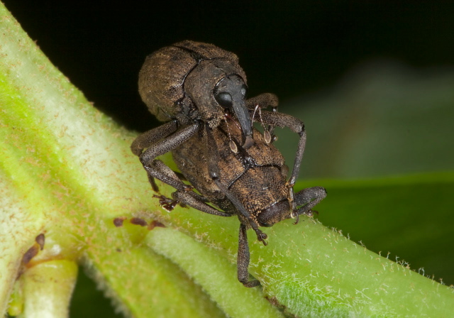   Curculionidae