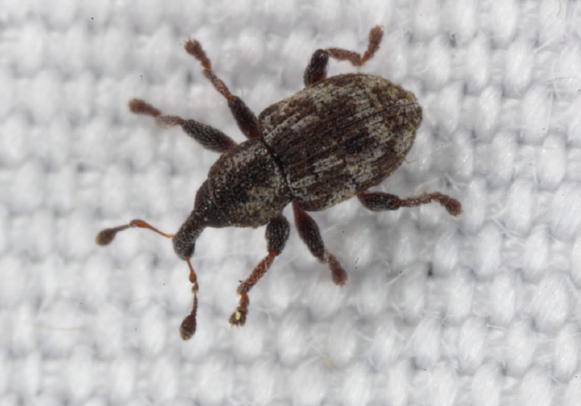 Tanysphyrus lemnae Curculionidae