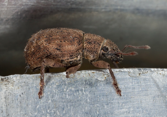 Strophosoma melanogrammum? Curculionidae