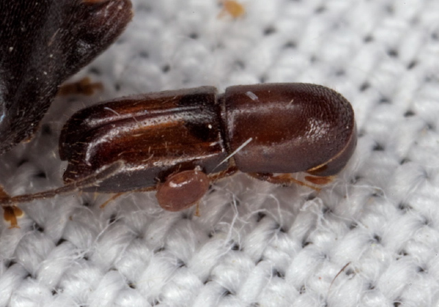 Monarthrum mali Curculionidae