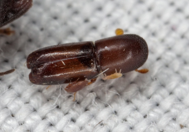 Monarthrum mali Curculionidae