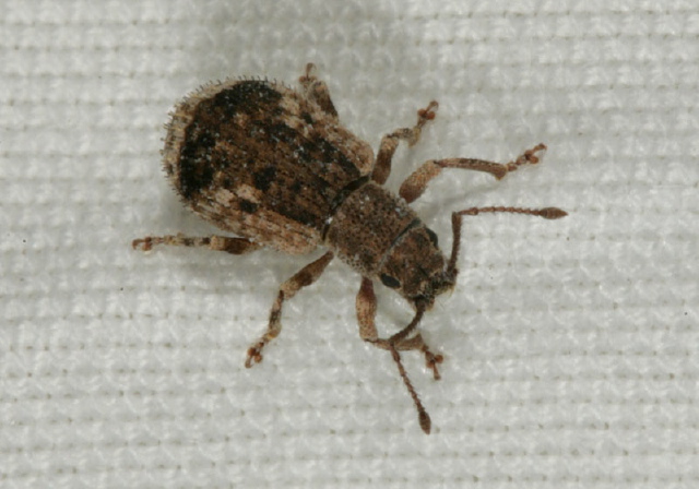 Oedophrys hilleri Curculionidae