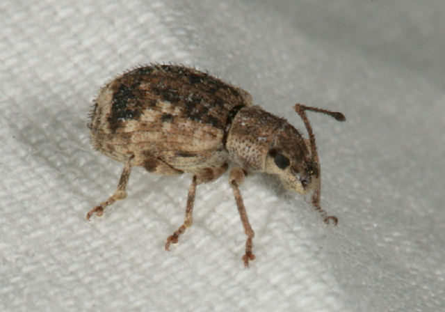 Oedophrys hilleri Curculionidae