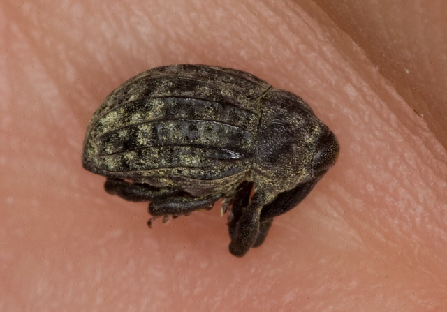 Rhyssomatus lineaticollis Curculionidae