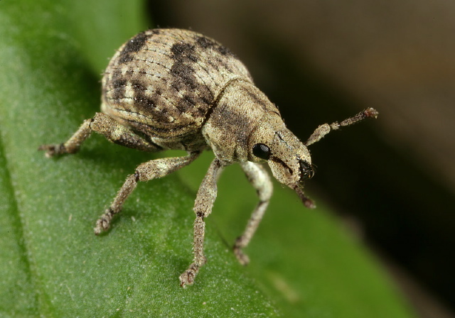 Pseudocneorhinus bifasciatus Curculionidae