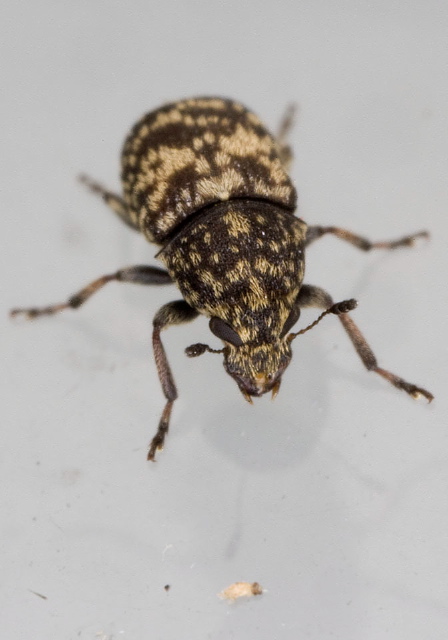 Eusphyrus walshi Anthribidae