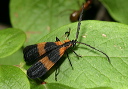 calopteron_reticulatum1855