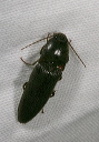 click_beetle2209