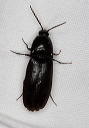 click_beetle_2485