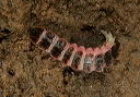 firefly_larvae7866