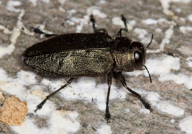 Actenodes acornis Buprestidae