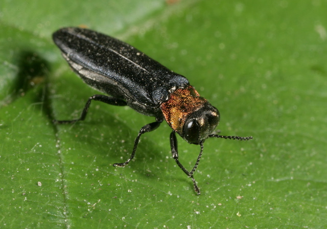 Agrilus ruficollis Buprestidae