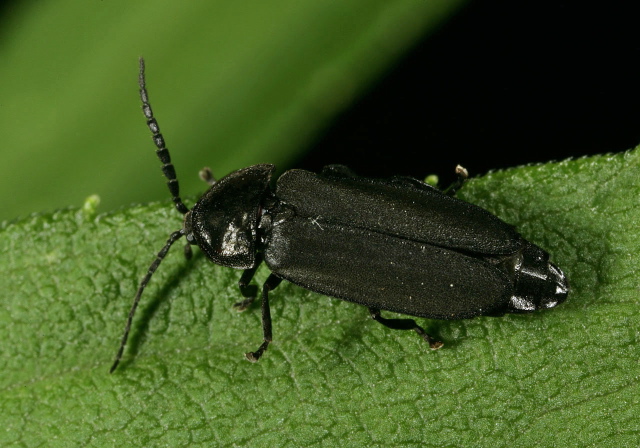 Pyropyga sp. Lampyridae