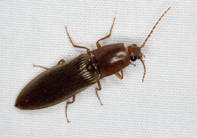   Elateridae