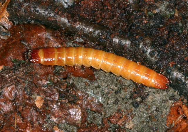   Elateridae