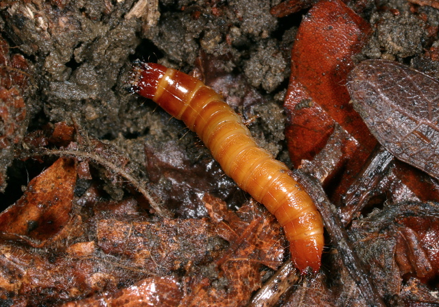   Elateridae