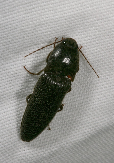   Elateridae