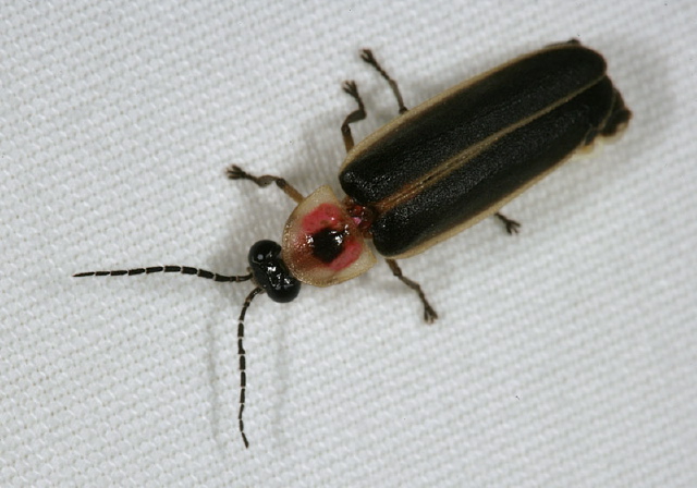 Photinus sp. Lampyridae