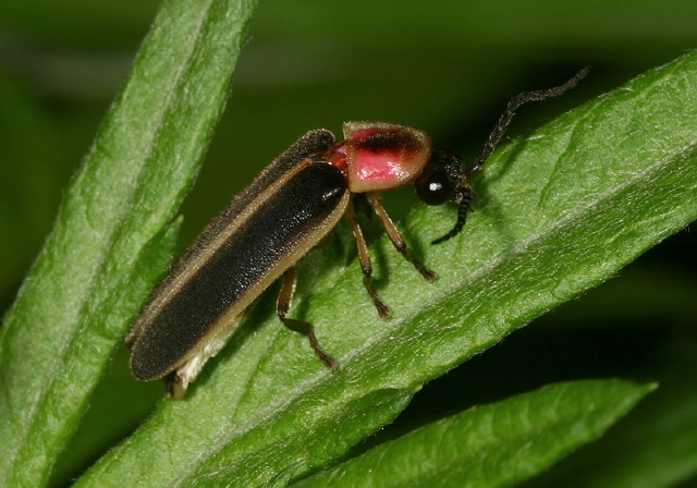 Photinus pyralis Lampyridae