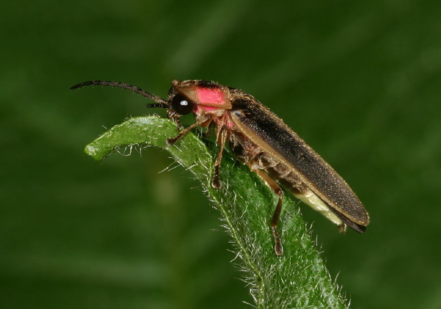 Photinus pyralis Lampyridae