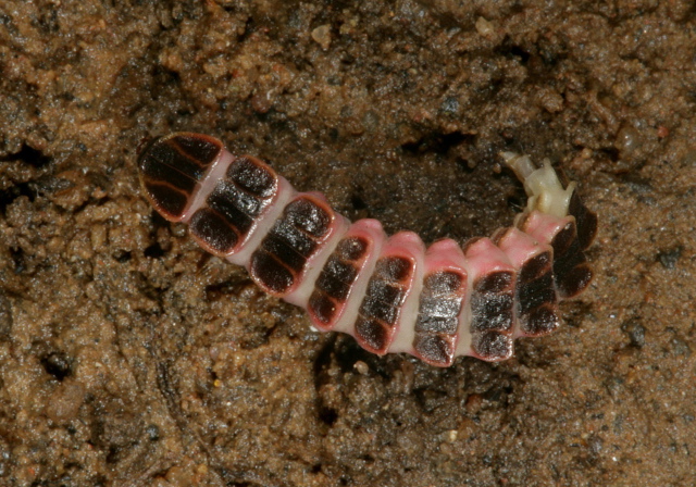   Lampyridae