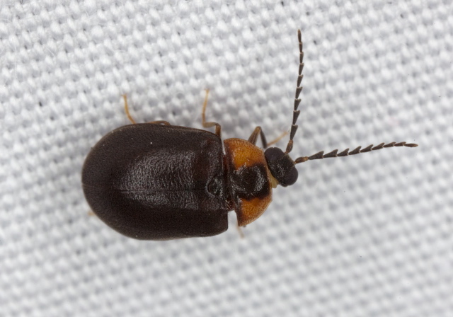 Ectopria nervosa Psephenidae